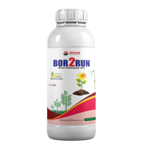 Bor2Run